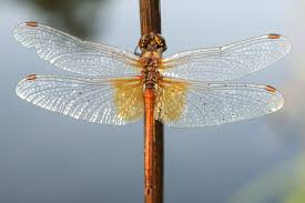 Attēlu rezultāti vaicājumam “Sympetrum flaveolum”