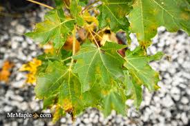 Attēlu rezultāti vaicājumam “Acer platanoides”