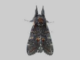 Attēlu rezultāti vaicājumam “Notodonta dromedarius”