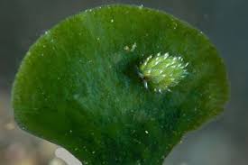 Attēlu rezultāti vaicājumam “Cephaloziella elachista macro”