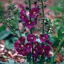 Attēlu rezultāti vaicājumam “Verbascum”