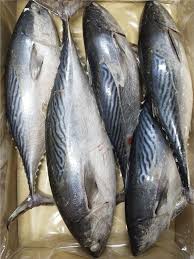 Image result for Euthynnus affinis