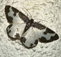 Attēlu rezultāti vaicājumam “Lomaspilis marginata”