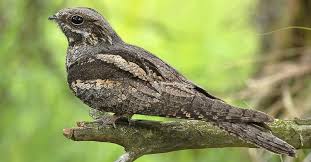 Attēlu rezultāti vaicājumam “Caprimulgus europaeus eggs”