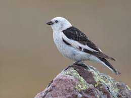 Attēlu rezultāti vaicājumam “Plectrophenax nivalis”