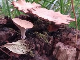 Attēlu rezultāti vaicājumam “Polyporus varius”