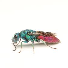 Attēlu rezultāti vaicājumam “Chrysididae”