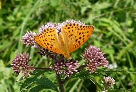 Attēlu rezultāti vaicājumam “Argynnis laodice male”