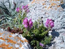 Image result for Antirrhinum majus maximum