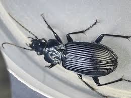 Attēlu rezultāti vaicājumam “Pterostichus niger”