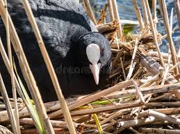Attēlu rezultāti vaicājumam “Fulica atra eggs”