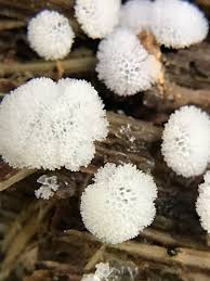 Attēlu rezultāti vaicājumam “Ceratiomyxa morchella macro”