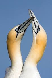 Image result for Morus bassanus