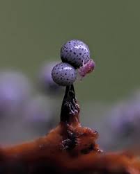 Attēlu rezultāti vaicājumam “Oligonema persimile macro”