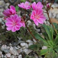 Image result for Bitterwurz