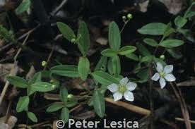 Attēlu rezultāti vaicājumam “Moehringia lateriflora leaf”