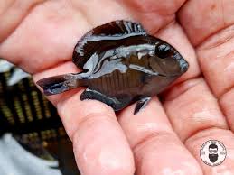Image result for Acanthurus chirurgus