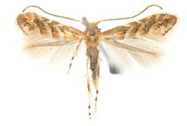 Attēlu rezultāti vaicājumam “Phyllonorycter sp.”