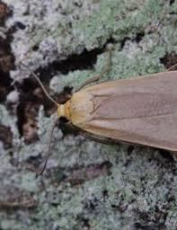 Attēlu rezultāti vaicājumam “Eilema depressa imago”