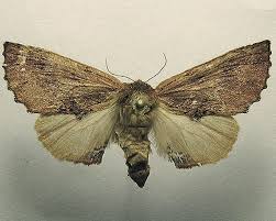 Attēlu rezultāti vaicājumam “Ptilodon capucina”