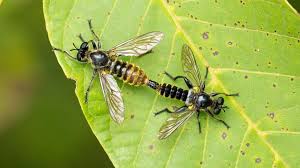 Attēlu rezultāti vaicājumam “Choerades sp.”