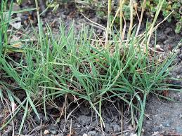 Attēlu rezultāti vaicājumam “Koeleria glauca leaf”