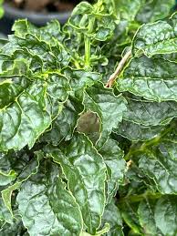 Attēlu rezultāti vaicājumam “Fraxinus excelsior leaf”