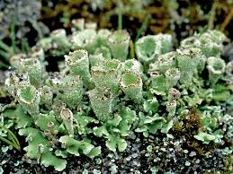 Attēlu rezultāti vaicājumam “Cladonia pyxidata”