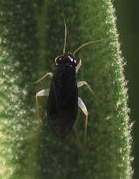 Attēlu rezultāti vaicājumam “Psallus sp. imago”