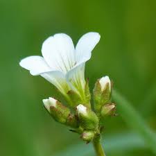 Attēlu rezultāti vaicājumam “Saxifraga granulata”