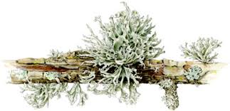 Attēlu rezultāti vaicājumam “Ramalina fastigiata”