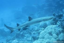 Image result for Triaenodon obesus