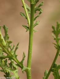 Attēlu rezultāti vaicājumam “Senecio viscosus fruit”