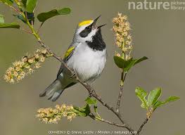 Image result for Vermivora chrysoptera