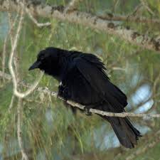 Attēlu rezultāti vaicājumam “Corvidae”