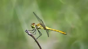 Attēlu rezultāti vaicājumam “Sympetrum vulgatum female”
