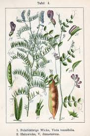Attēlu rezultāti vaicājumam “Vicia”