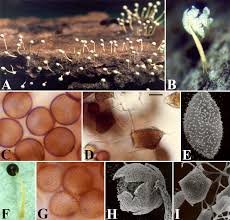 Attēlu rezultāti vaicājumam “Physarum bivalve spores”