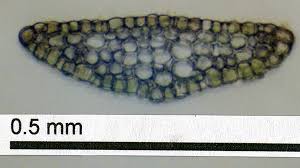 Attēlu rezultāti vaicājumam “Riccardia palmata”