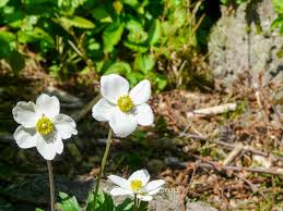 Attēlu rezultāti vaicājumam “Anemone sylvestris bud”