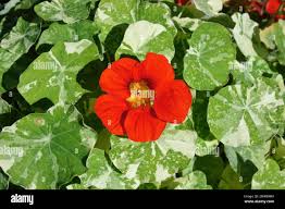 Image result for Tropaeolum minus