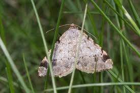 Attēlu rezultāti vaicājumam “Macaria signaria”