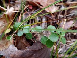 Attēlu rezultāti vaicājumam “Linnaea borealis leaf”