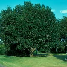 Attēlu rezultāti vaicājumam “Salix pentandra leaf”