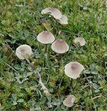 Attēlu rezultāti vaicājumam “Mycena”