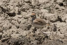 Image result for Calandrella brachydactyla