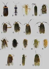 Attēlu rezultāti vaicājumam “Miridae”