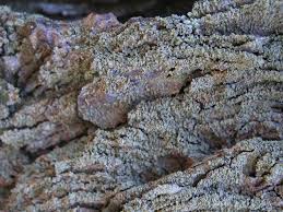 Attēlu rezultāti vaicājumam “Hypocenomyce scalaris”