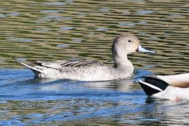 Attēlu rezultāti vaicājumam “Anas acuta”