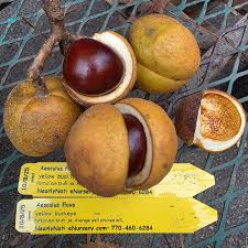 Attēlu rezultāti vaicājumam “Aesculus flava fruit”